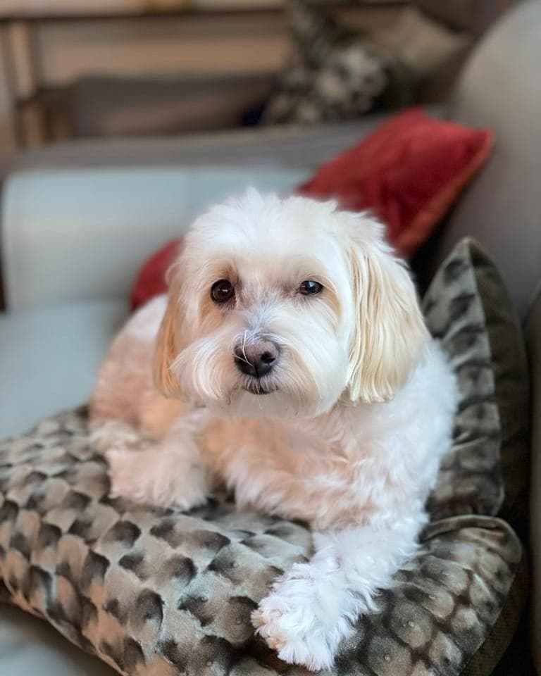 Chloe, a fluffy white dog, resting on a cushion with her front paws forward and looking toward the camera.